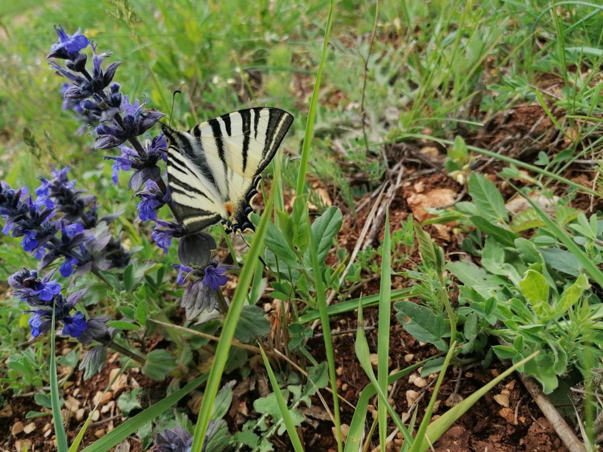 Ferienresidenz Lavandula Nova Vas  Екстериор снимка